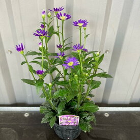 ミヤコワスレ(都忘れ)3号ポット【送料別】卒業 入学 送別 寄せ植え 宿根草 鉢花