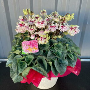 生花 5号 シクラメンの人気商品 通販 価格比較 価格 Com