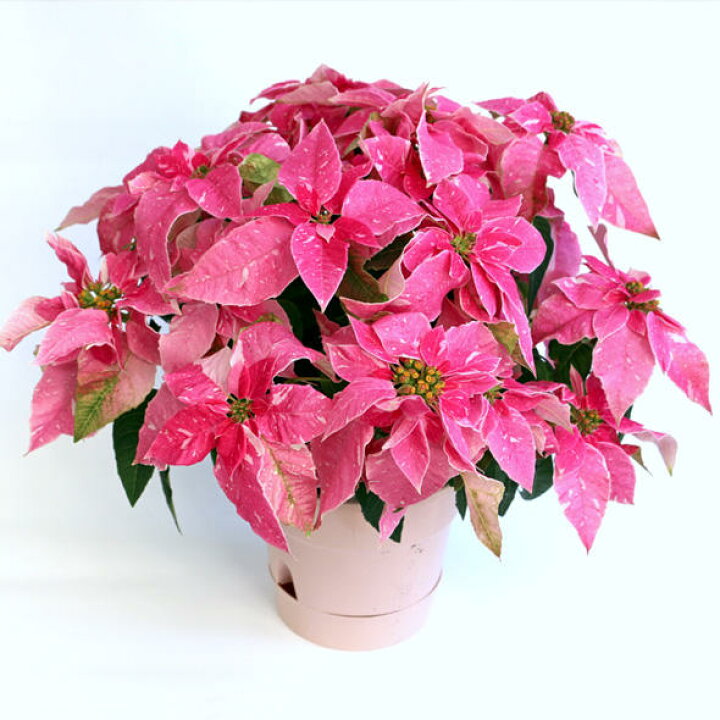 楽天市場 プリンセチア スノーピンク５号 鉢花 送料無料 ポインセチア 花 鉢植え 飾り 誕生日 お祝い クリスマス プレゼント フラワー 花 冬 フラワーギフト ｓｈｏｐマルハナ