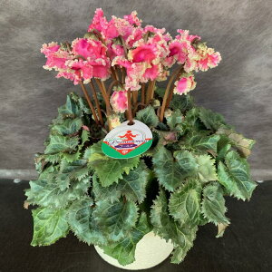 v~AVN v}hiS[h5yzA Ε a j NX}X v[g t[  ~ t[Mtg