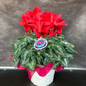 IׂVNA5JSbsOtyzΕ a j NX}X v[g t[  ~ t[Mtg