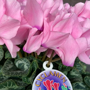 IׂVNA5JSbsOtyzΕ a j NX}X v[g t[  ~ t[Mtg