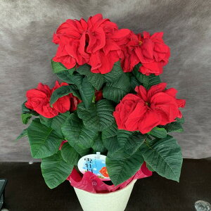 |CZ`A 5(EC^[[Y) Mtgp ԁyz|CZ`A  A  a j NX}X v[g t[  ~ t[Mtg