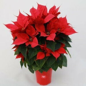 |CZ`A 5(bh) 50cm Mtgp ԁyz|CZ`A  A  a j NX}X v[g t[  ~ t[Mtg