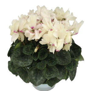 VNulIS[fK[v5 ʋ yzA Ε a j NX}X v[g t[  ~ t[Mtg