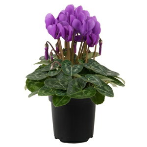 VN hS4AyzΕ   A a j NX}X v[g u[t[  ~