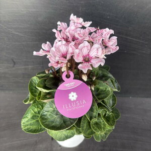 VNuC[WA sNev4 JSt yz A Ε a j NX}X v[g t[  ~ NX}XMtg