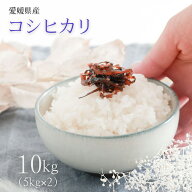 ☆★人気商品★☆ 愛媛県産 コシヒカリ 10kg 5kg×2 令和7年産使用 白米 お米 米 こめ こしひかり コシヒ…