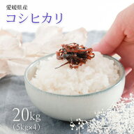 ☆★ 人気商品 ★☆ 愛媛県産 コシヒカリ 20kg ( 5kg × 2 ) 令和7年産使用 白米 お米 米 こめ こしひか…