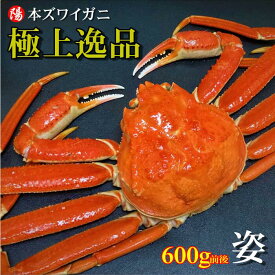 ＼お買い物マラソン★クーポン付／本ズワイガニ姿 600g前後×1尾【送料無料 ズワイガニ姿 ボイル かにみそ 蟹みそ 大サイズ 最高級 冷凍 海鮮 蟹 かに カニ かに姿 カニ姿 姿 ずわいがに ズワイガニ ギフト お取り寄せ お祝い 贈答品 父の日 お中元 BBQ】