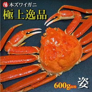 ubNtCf[_N[|Ώہ^{YCKjp 600gO×1y YCKjp {C ɂ݂ I݂ TCY ō Ⓚ CN I  Jj Ɏp Jjp p 킢 Y