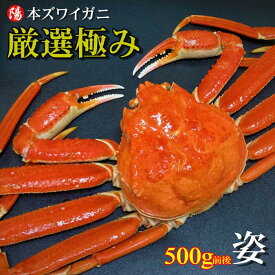 ＼クーポン対象／本ズワイガニ姿 500g前後×1尾【送料無料 ズワイガニ姿 ボイル かにみそ 蟹みそ 最高級 冷凍 海鮮 蟹 かに カニ かに姿 カニ姿 姿 ずわいがに ズワイガニ ギフト 贈答品 お祝い 父の日 お中元 BBQ】