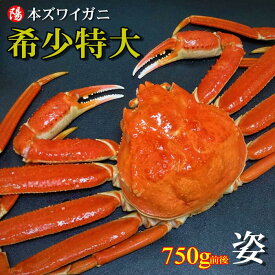 ＼お買い物マラソン★クーポン付／本ズワイガニ姿 750g前後×1尾【送料無料 ズワイガニ姿 ボイル かにみそ 蟹みそ 大サイズ 最高級 冷凍 海鮮 蟹 かに カニ かに姿 カニ姿 姿 ずわいがに ズワイガニ ギフト お取り寄せ お祝い 贈答品 父の日 お中元 BBQ】