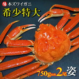 ＼お買い物マラソン★クーポン付／本ズワイガニ姿 750g前後×2尾【送料無料 ズワイガニ姿 ボイル かにみそ 蟹みそ 大サイズ 最高級 冷凍 海鮮 蟹 かに カニ かに姿 カニ姿 姿 ずわいがに ズワイガニ ギフト お取り寄せ お祝い 贈答品 父の日 お中元 BBQ】