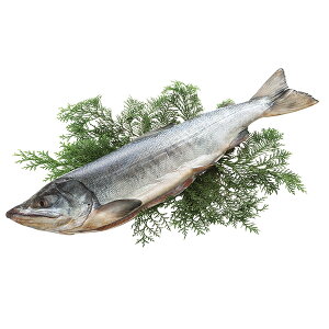 Gg[P5{ ӂ V FA]5 P46 Gg[Ń|Cg5{i112701F59j