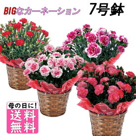 母の日送料無料 母の日 ギフト 選べるお花♪ 鉢植え カーネーション 7号鉢　のし・包装不可 　育て方の説明書　付き　花専用配送箱