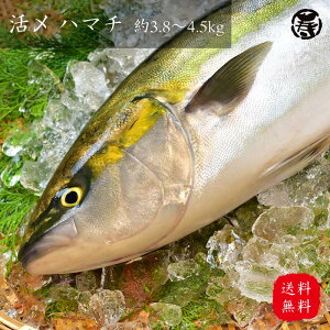 ハマチ 魚の人気商品 通販 価格比較 価格 Com