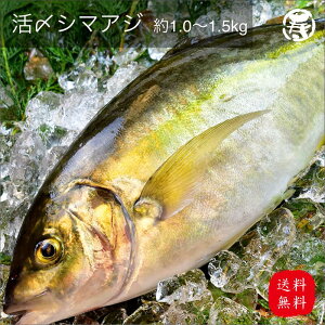 _ 䒆 Ă̂ 蕨  ^ g Y V}AW 1.0kg-1.2kg 1 OdY {B N   j Ε  v[g  hV̓ hg ܂ p i N Nn N