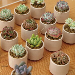 Aؔ 18 A|bg v^[ 픫 ~ ewAؔ  CeA ~jAKp STCY 5.5*5cm ی` T{e  v^[ A