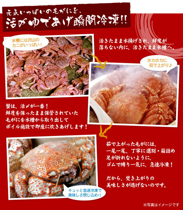 楽天市場】12月早期受付中!! 北海道産 毛ガニ 毛蟹 毛がに特大 1尾 約  