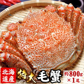年内年始お届けOK！北海道産 毛ガニ 毛蟹 毛がに特大 1尾 約800g前後 蟹 カニ かに けがに 特大 ギフト お歳暮 送料無料（沖縄宛は別途送料を加算）