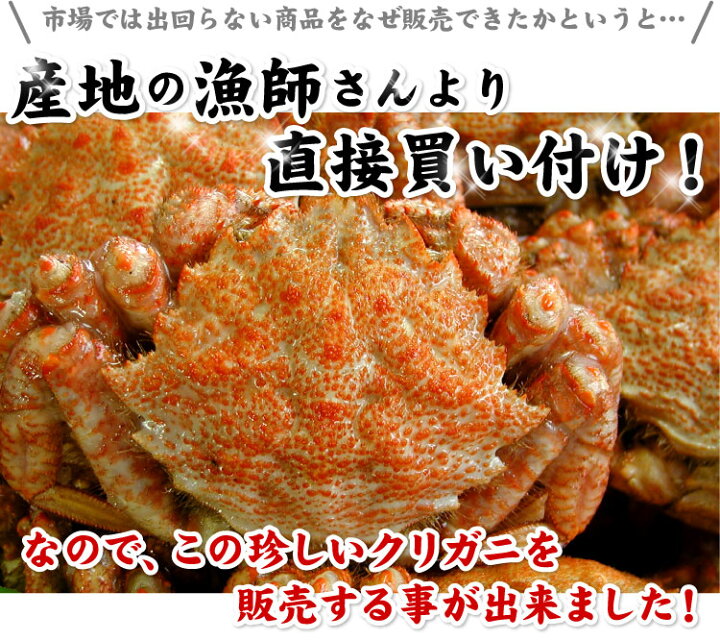 楽天市場 北海道産 子持ち クリ毛ガニ メスだけ詰め込み 約1kg 約10 尾前後入り クリガニ クリ毛蟹 クリ毛がに クリけがに 蟹 カニ かに 送料無料 ギフト 厳選 北海道グルメ かに匠