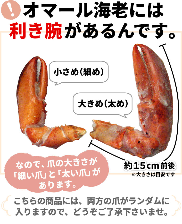 楽天市場】ボイル済 オマール海老 ( ロブスター ) 10爪 セット 【送料 