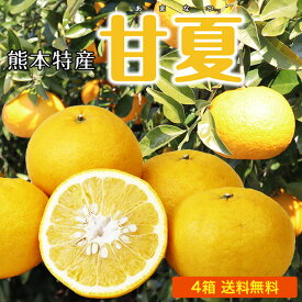 【 送料無料 】甘夏 みかん 国産 熊本 4箱セット 1箱あたり約2kg(5〜7玉) 熊本県産 九州 産地直送 農家直送 あまなつ 柑橘 フルーツ 果物 ご当地 お取り寄せ お取り寄せフルーツ 39ショップ まるかじり九州