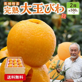 【 楽天ランキング1位 】大玉 びわ 長崎 2箱セット 1箱あたり9玉 (2Lサイズ) ビワ 枇杷 樹上 完熟 長崎県産 九州 産地 農家 直送 茂木びわ なつたより 福原早生 期間限定 フルーツ 39ショップ まるかじり九州