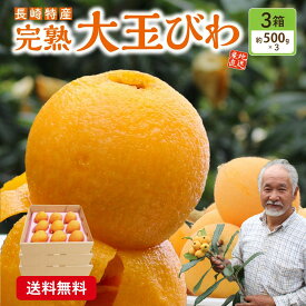 【 楽天ランキング1位 】大玉 びわ 長崎 3箱セット 1箱あたり9玉 (2Lサイズ) ビワ 枇杷 樹上 完熟 長崎県産 九州 産地 農家 直送 期間限定 果物 なつたより 長崎早生 お土産 39ショップ まるかじり九州