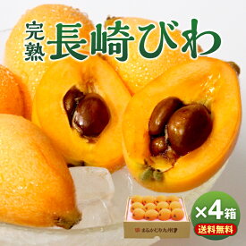 ＼ご予約受付中／ 【楽天ランキング1位】【送料無料】長崎びわ 4箱 1箱500g / 12玉×4箱 長崎特産 秀品 完熟 長崎 九州 びわ 茂木びわ 枇杷 ビワ 採れたて 果物 39ショップ フルーツ ジューシー 産地直送