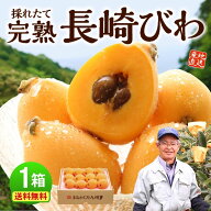 【 楽天ランキング1位 】 長崎 びわ 1箱 500g(12玉) 秀品 茂木びわ 長崎早生 枇杷 ビワ 完熟 国産 特産 …