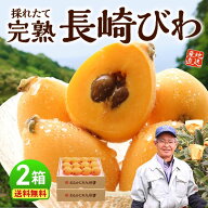 【 楽天ランキング1位 】 長崎 びわ 2箱セット 1箱あたり500g(12玉) 秀品 茂木びわ 福原早生 枇杷 ビワ …
