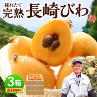【 楽天ランキング1位 】 長崎 びわ 3箱セット 1箱あたり500g(12玉) 秀品 茂木 長崎早生 枇杷 ビワ 国産 …