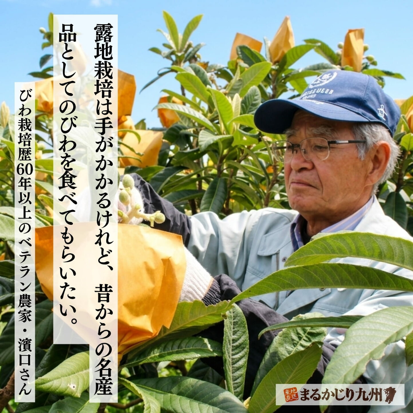 楽天市場 | まるかじり九州 - 【びわ】茂木びわなど旬の長崎完熟びわを 