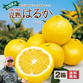 【 送料無料 】 はるか みかん 佐賀 2箱セット 1箱あたり約2kg(9〜14玉) 奇跡のみかん 柑橘 完熟 春みかん 甘い 中玉 産地 農家 直送 国産 九州 さっぱりした甘み 酸味がマイルド ジューシー 内皮も食べられる フルーツ お取り寄せ 39 サンキュー ショップ まるかじり九州
