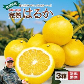 【 送料無料 】 はるか みかん 佐賀 3箱セット 1箱あたり約2kg(9〜14玉) 奇跡のみかん 柑橘 完熟 春みかん 甘い 中玉 産地 農家 直送 国産 九州 さっぱりした甘み 酸味がマイルド ジューシー 内皮も食べられる フルーツ お取り寄せ 39 サンキュー ショップ まるかじり九州