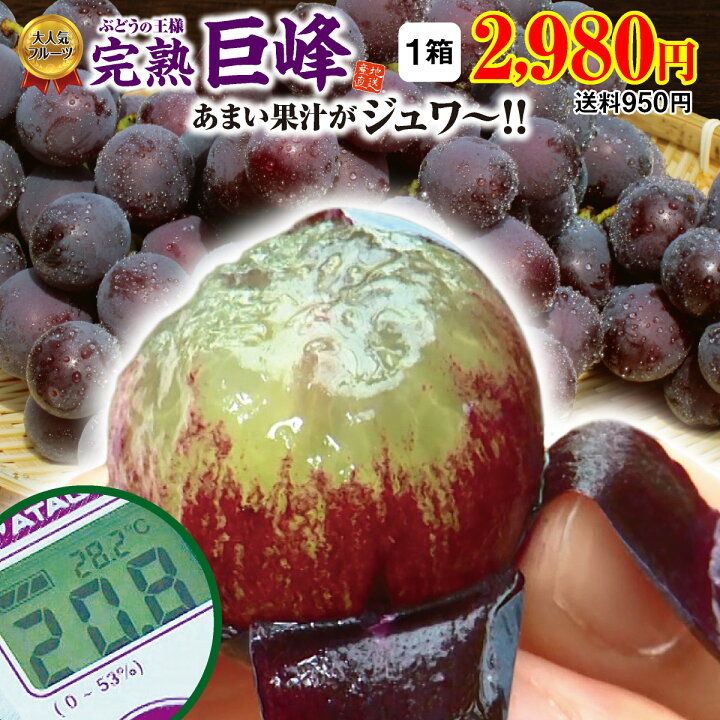 楽天市場 楽天ランキング1位 ぶどう 巨峰 福岡 完熟巨峰 １箱 1 5kg 3 5房 3箱以上で送料無料 福岡から産地直送 農家直送 福岡県産 朝採り 旬 ブドウ 葡萄 巨峰 ぶどう 種あり 露地栽培 果物 フルーツ ギフト プレゼント 贈答 田主丸 読売新聞掲載 まる