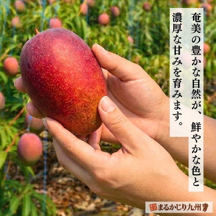 楽天市場】マンゴー 奄美 鹿児島県産 2箱セット 1箱あたり約1kg(2玉～3 