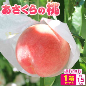 送料無料 【 楽天ランキング1位 】 福岡県産 桃 もも 白桃 あさくらの桃 1箱 約1.5kg(5～7玉) モモ あかつき なつおとめ 九州 お取り寄せ お取り寄せグルメ ご当地 産地直送 ご自宅用 ご家庭用 果物 フルーツ 人気 ご予約 クール便 冷蔵便 お盆 お供え まるかじり九州