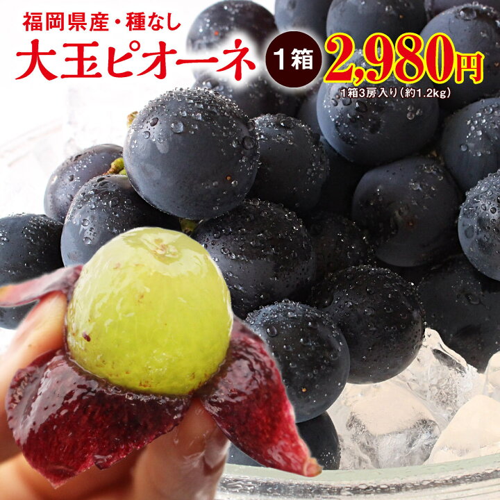 楽天市場 楽天ランキング1位 ぶどう ピオーネ 福岡 大玉ピオーネ 種なし １箱 1 2kg 3房 1箱 3箱以上で送料無料 巨峰とマスカットのいいとこどり 大粒 産地直送 田主丸 旬 ブドウ 葡萄 人気 おすすめ 贈答 フルーツギフト お取り寄せ お買い得 まるかじり九州