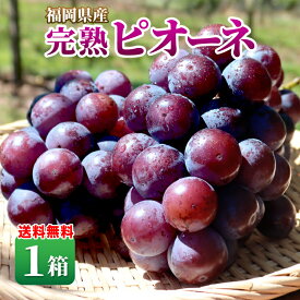 【 送料無料 】 ピオーネ ぶどう 福岡 1箱 1.2kg 1房約400g×3～4房 たねなし 種なし ブドウ 葡萄 産地直送 九州 福岡 お取り寄せ お取り寄せフルーツ 果物 フルーツ 贈答 ギフト 御礼 御祝 御供 39ショップ まるかじり九州
