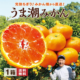 【 送料無料 】 みかん 熊本 佐賀 温州みかん うま潮みかん 1箱あたり約2.5kg (2S～Lサイズ混合) 産地直送 産直 九州 有明海 早生 中手 晩生 露地栽培 蜜柑 お取り寄せ ご当地 ご当地グルメ お歳暮 御歳暮 冬ギフト 贈り物 贈答 39ショップ まるかじり九州