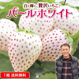 【 送料無料 】 いちご パールホワイト 白いちご 佐賀 1箱 約400g 15粒または18粒 希少 イチゴ 苺 佐賀県 白石町 産地直送 農家直送 産直 九州 人気 お取り寄せ ご当地 グルメ フルーツ 果物 贈答 ギフト フルーツギフト クール便 冷蔵便 まるかじり九州