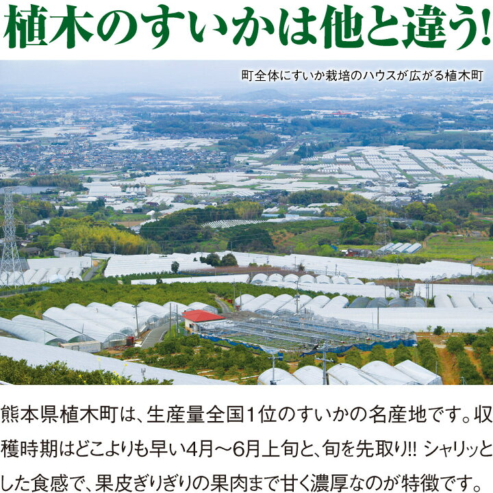 楽天市場 予約 すいか 大玉スイカ 熊本 植木すいか 2玉 1玉 2lサイズ 7 8kg 2玉セット 3玉以上 送料無料 秀品 祭りばやし 名産地 産直 ギフト 贈答 おすすめ まるかじり九州