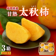 【 楽天ランキング1位 】 太秋柿 福岡 柿 甘柿 甘熟 太秋柿 3箱セット 1箱あたり約2kg 秀品 L～2L たいし…