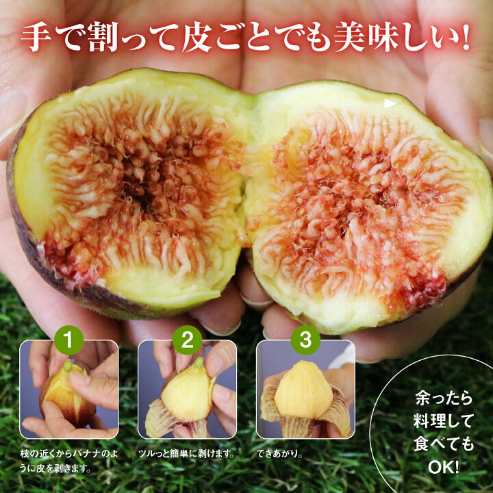 楽天市場 いちじく 福岡 とよみつひめ 秀品 5箱 約900g 5箱セット 送料無料 博多とよみつひめ 完熟 朝採れ 生いちじく 無花果 いちぢく イチジク 青果 産地直送 産直フルーツ 甘い 平均糖度17度 人気 おすすめ 贈り物 まるかじり九州 楽天市場 いちじく 福岡 とよみつひめ 秀品 5箱 約900g 5箱セット 送料無料 博多とよみつひめ 完熟 朝採れ 生いちじく 無花果 いちぢく イチジク 青果 産地直送 産直フルーツ 甘い 平均糖度17度 人気 おすすめ 贈り物 まるかじり九州