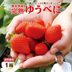 送料無料 【 楽天ランキング1位 】 いちご ゆうべに ゆうべにいちご 熊本 1箱 約350g 15粒 いちご 苺 熊紅 産地直送 農家直送 産直 九州 人気 お取り寄せ ご当地 グルメ フルーツ 果物 贈答 ギフト フルーツギフト クール便 冷蔵便 まるかじり九州