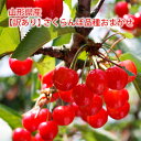 【訳あり】山形県産さくらんぼ 品種おまかせ(佐藤錦・紅秀峰ほか)1kg