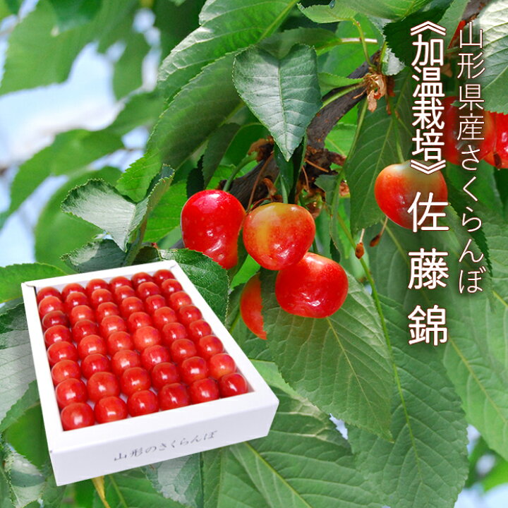 楽天市場 山形県産 加温栽培 さくらんぼ 佐藤錦 約300g 並び詰め Lサイズ以上 送料無料 ご家庭に ご贈答 に 山形産 さくらんぼ 桜桃 佐藤錦 Lサイズ 並び詰 まるっと青果